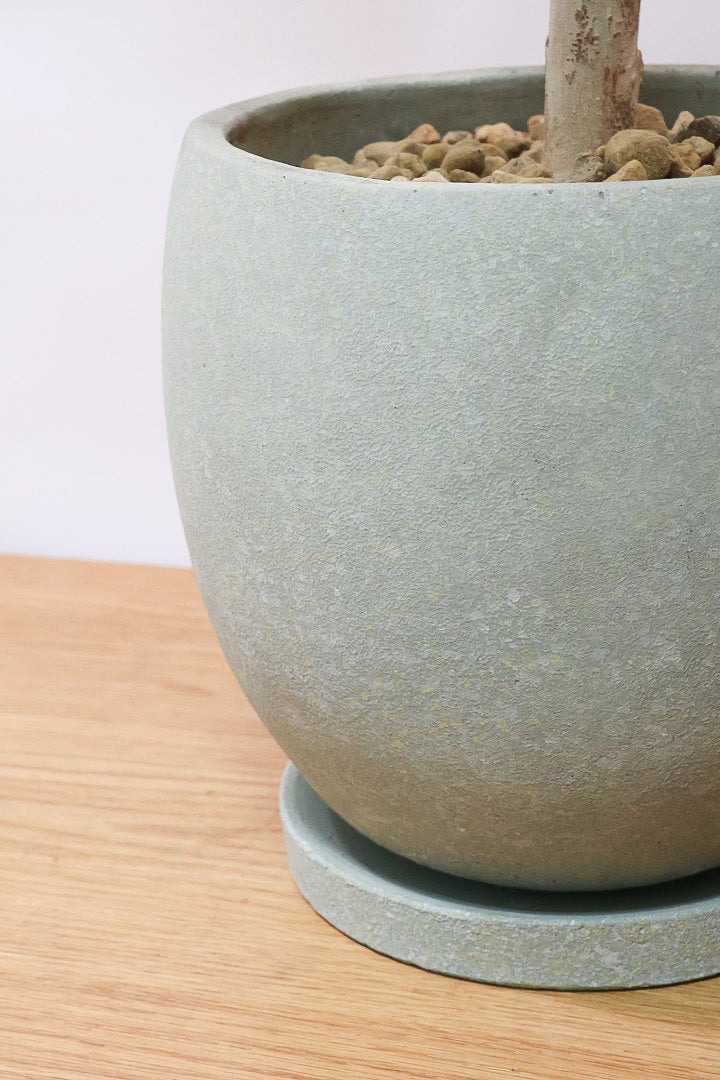 【チュピタンサス】お手頃なサイズ感でボリュームのある樹形！このサイズはめったに入荷がありませんのでぜひ！