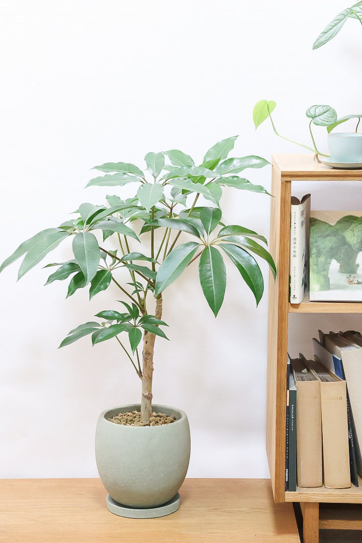 【チュピタンサス】お手頃なサイズ感でボリュームのある樹形！このサイズはめったに入荷がありませんのでぜひ！