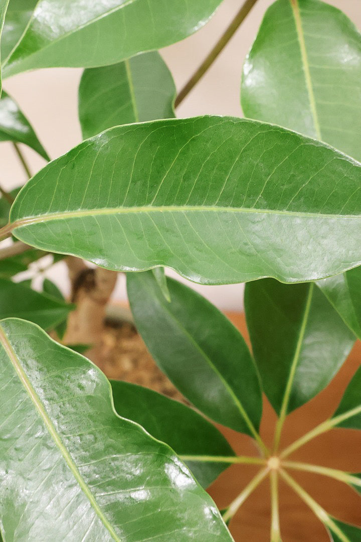 【チュピタンサス】お手頃なサイズ感でボリュームのある樹形！このサイズはめったに入荷がありませんのでぜひ！