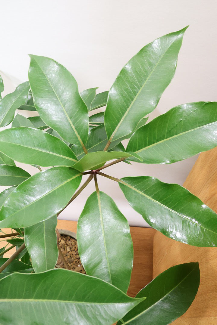 【チュピタンサス】お手頃なサイズ感でボリュームのある樹形！このサイズはめったに入荷がありませんのでぜひ！