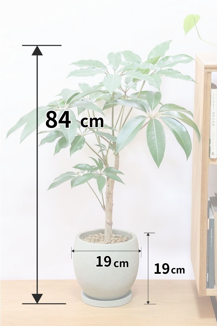 【チュピタンサス】お手頃なサイズ感でボリュームのある樹形！このサイズはめったに入荷がありませんのでぜひ！
