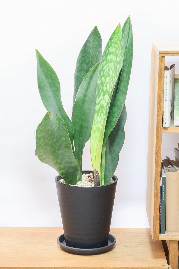 【サンスベリア マッソニアーナ】ここまで大型のマッソニアーナは今回がラスト！生産者さんのハウスで見つけて仕入れてきました！