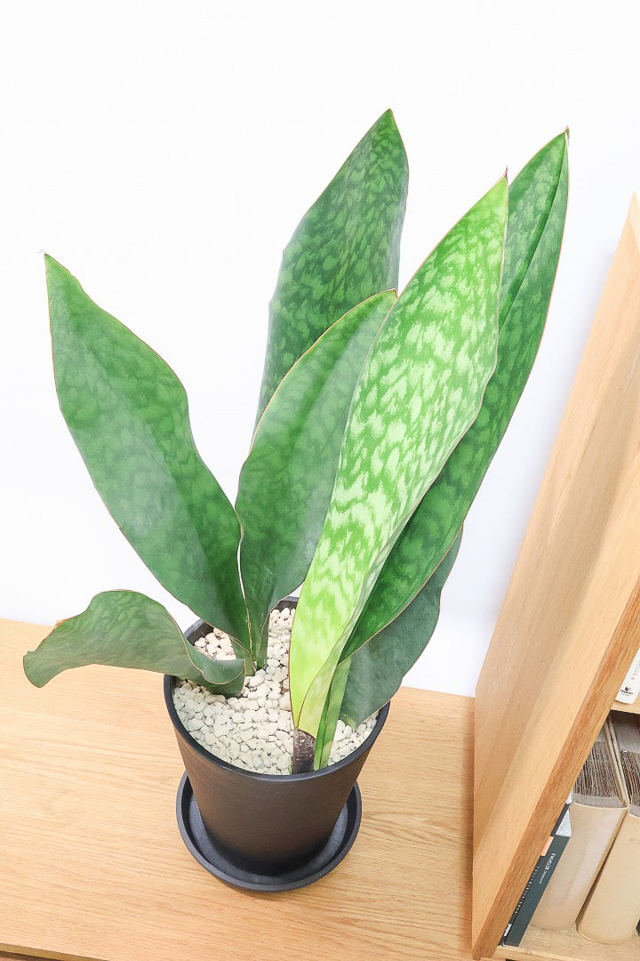 【サンスベリア マッソニアーナ】ここまで大型のマッソニアーナは今回がラスト！生産者さんのハウスで見つけて仕入れてきました！