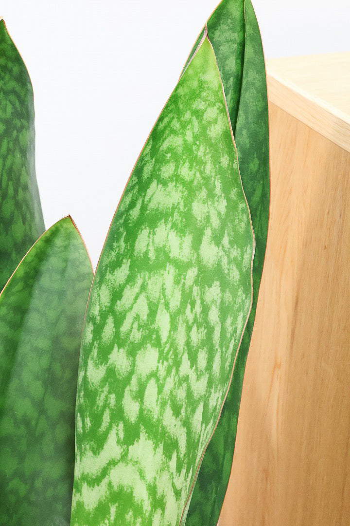 【サンスベリア マッソニアーナ】ここまで大型のマッソニアーナは今回がラスト！生産者さんのハウスで見つけて仕入れてきました！