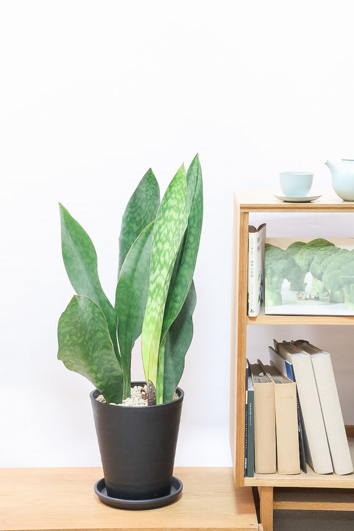 【サンスベリア マッソニアーナ】ここまで大型のマッソニアーナは今回がラスト！生産者さんのハウスで見つけて仕入れてきました！