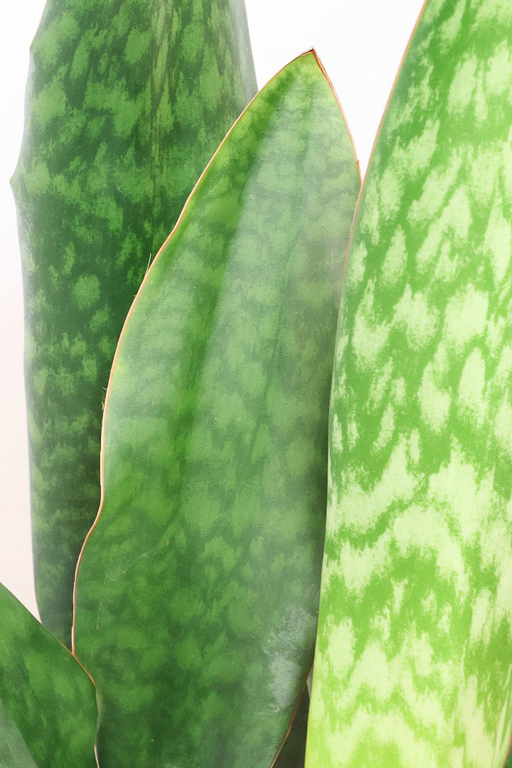 【サンスベリア マッソニアーナ】ここまで大型のマッソニアーナは今回がラスト！生産者さんのハウスで見つけて仕入れてきました！