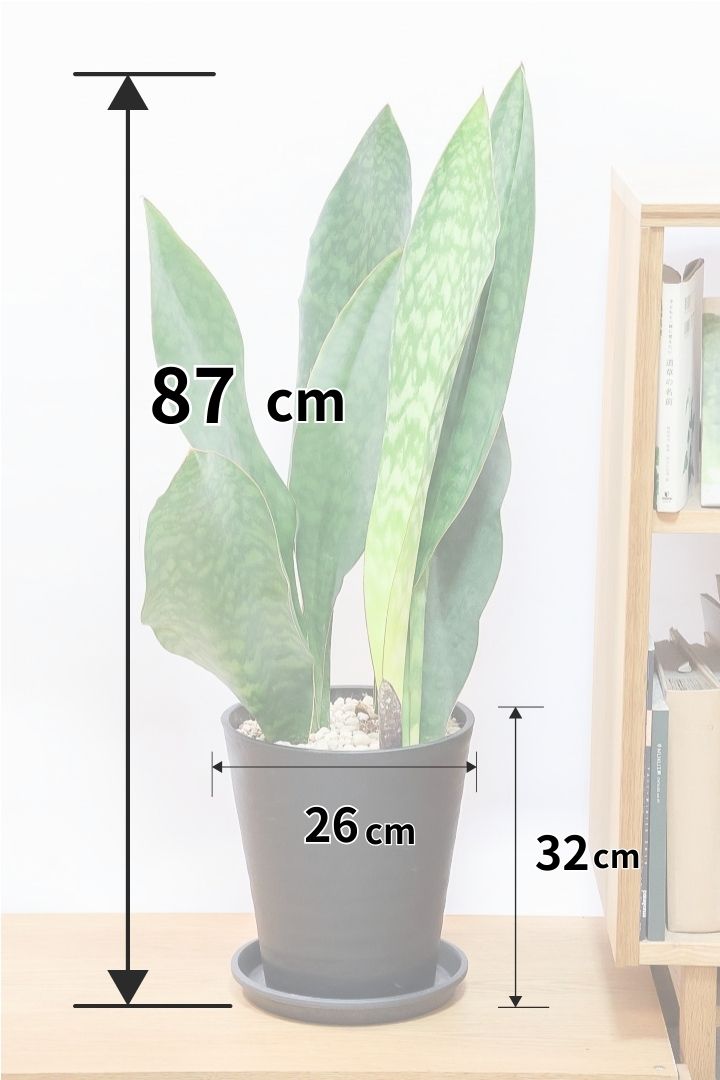 【サンスベリア マッソニアーナ】ここまで大型のマッソニアーナは今回がラスト！生産者さんのハウスで見つけて仕入れてきました！