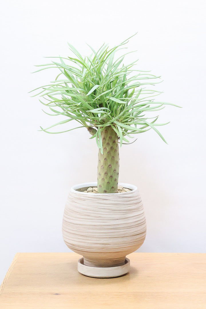 【モンキーツリー】極太の幹！幸せが訪れる言い伝えがあります♪茨城県のモンキーツリーの生産者さんの選りすぐりの個体です！