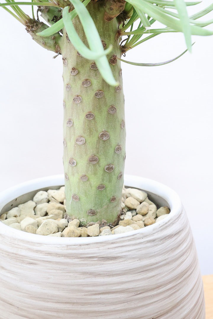 【モンキーツリー】極太の幹！幸せが訪れる言い伝えがあります♪茨城県のモンキーツリーの生産者さんの選りすぐりの個体です！