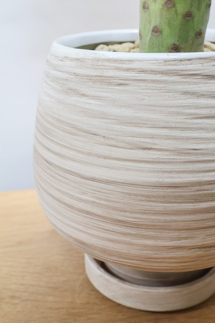 【モンキーツリー】極太の幹！幸せが訪れる言い伝えがあります♪茨城県のモンキーツリーの生産者さんの選りすぐりの個体です！