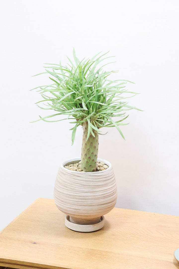 【モンキーツリー】極太の幹！幸せが訪れる言い伝えがあります♪茨城県のモンキーツリーの生産者さんの選りすぐりの個体です！