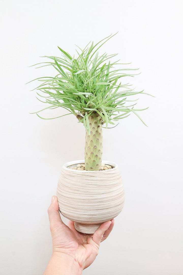 【モンキーツリー】極太の幹！幸せが訪れる言い伝えがあります♪茨城県のモンキーツリーの生産者さんの選りすぐりの個体です！