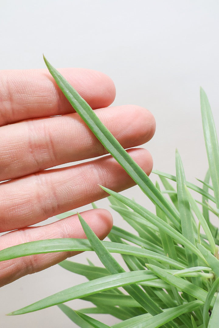 【モンキーツリー】極太の幹！幸せが訪れる言い伝えがあります♪茨城県のモンキーツリーの生産者さんの選りすぐりの個体です！