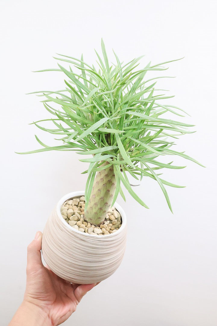 【モンキーツリー】極太の幹！幸せが訪れる言い伝えがあります♪茨城県のモンキーツリーの生産者さんの選りすぐりの個体です！