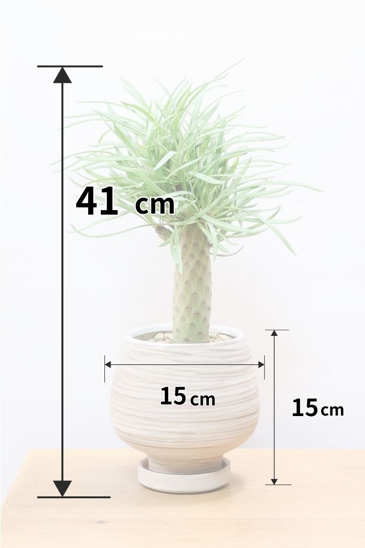 【モンキーツリー】極太の幹！幸せが訪れる言い伝えがあります♪茨城県のモンキーツリーの生産者さんの選りすぐりの個体です！