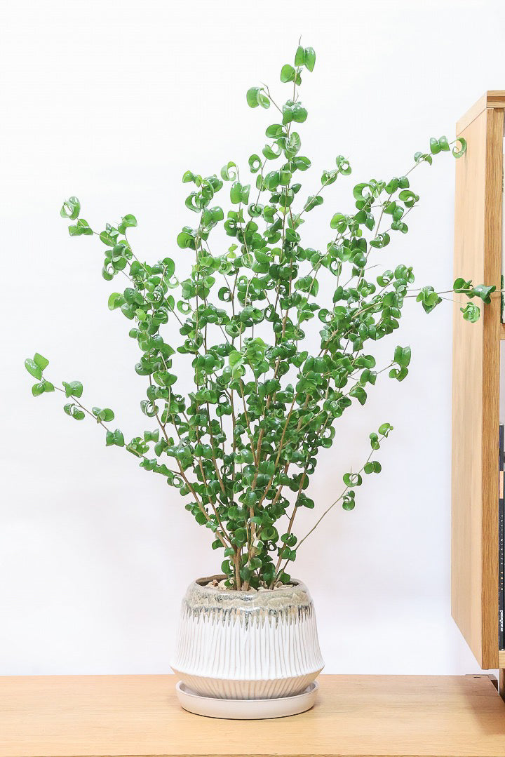 【ベンジャミン バロック】APEGOでも人気のデザインのPOT。このフォルムと植物のフォルムのバランスが最高だと思います！