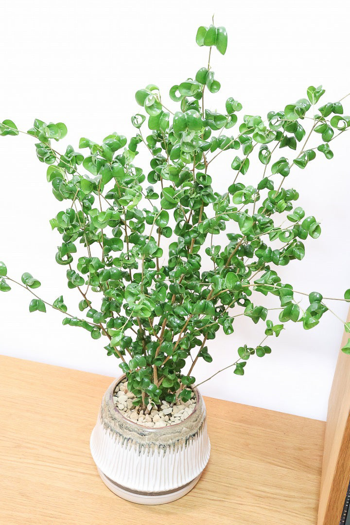 【ベンジャミン バロック】APEGOでも人気のデザインのPOT。このフォルムと植物のフォルムのバランスが最高だと思います！