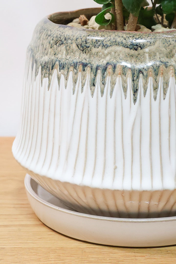 【ベンジャミン バロック】APEGOでも人気のデザインのPOT。このフォルムと植物のフォルムのバランスが最高だと思います！