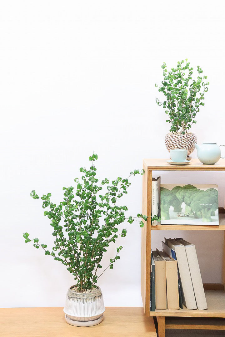 【ベンジャミン バロック】APEGOでも人気のデザインのPOT。このフォルムと植物のフォルムのバランスが最高だと思います！