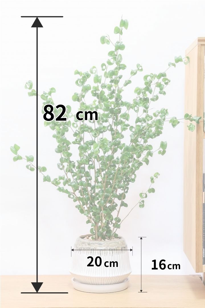 【ベンジャミン バロック】APEGOでも人気のデザインのPOT。このフォルムと植物のフォルムのバランスが最高だと思います！