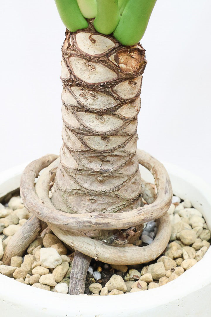 【ジャイアント ザナドゥ】沖縄でゴリゴリの樹形に育てられました！ここまでの樹形は希少ですよ！