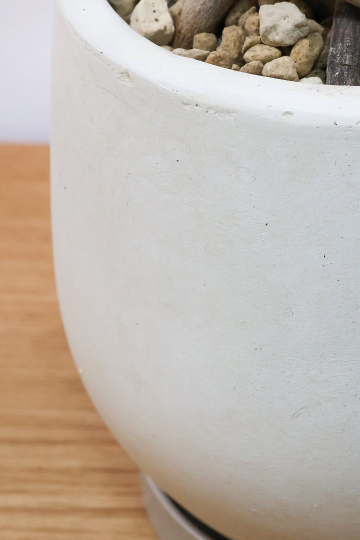 【ジャイアント ザナドゥ】沖縄でゴリゴリの樹形に育てられました！ここまでの樹形は希少ですよ！