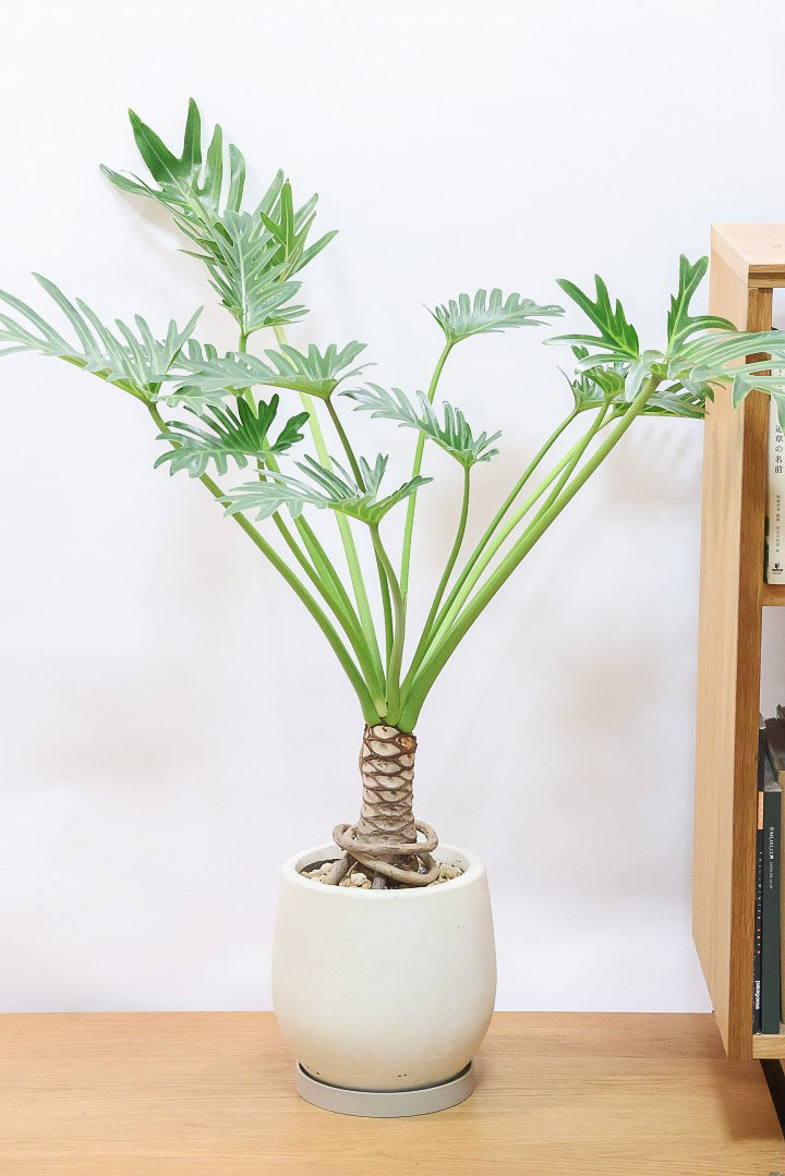 【ジャイアント ザナドゥ】沖縄でゴリゴリの樹形に育てられました！ここまでの樹形は希少ですよ！