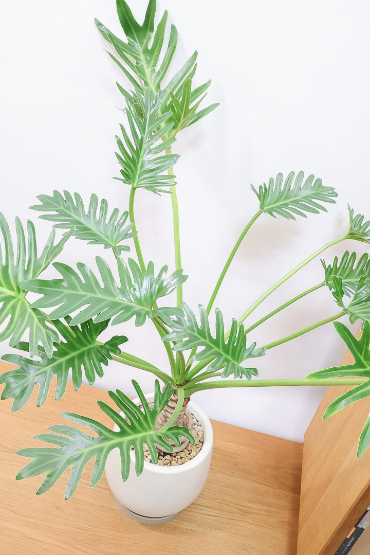 【ジャイアント ザナドゥ】沖縄でゴリゴリの樹形に育てられました！ここまでの樹形は希少ですよ！