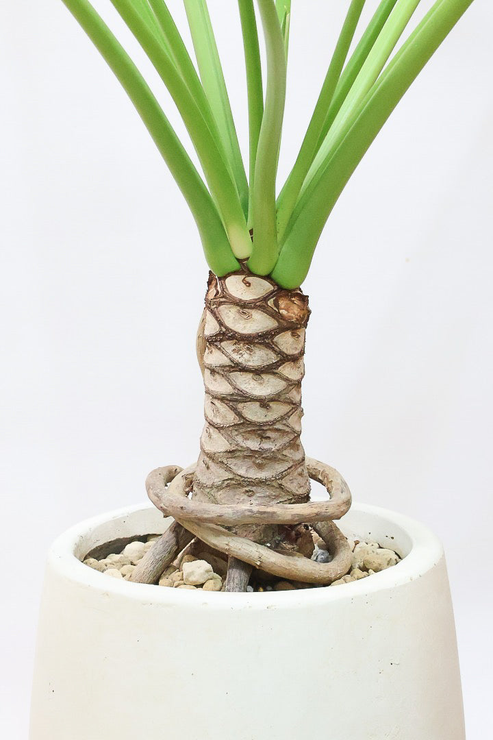 【ジャイアント ザナドゥ】沖縄でゴリゴリの樹形に育てられました！ここまでの樹形は希少ですよ！