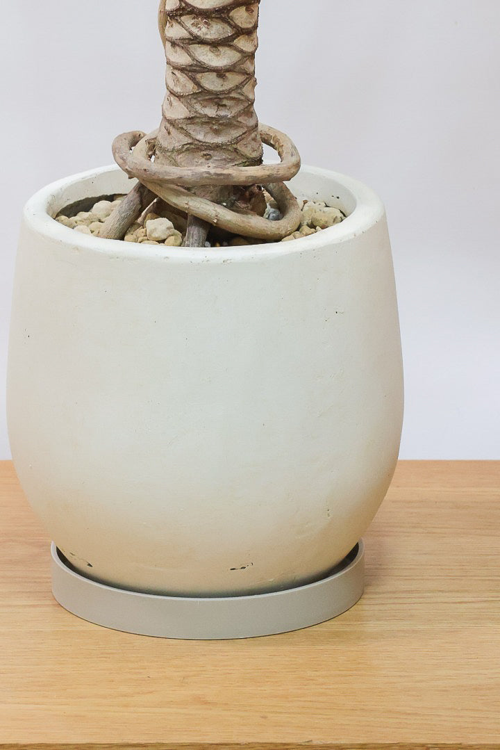 【ジャイアント ザナドゥ】沖縄でゴリゴリの樹形に育てられました！ここまでの樹形は希少ですよ！