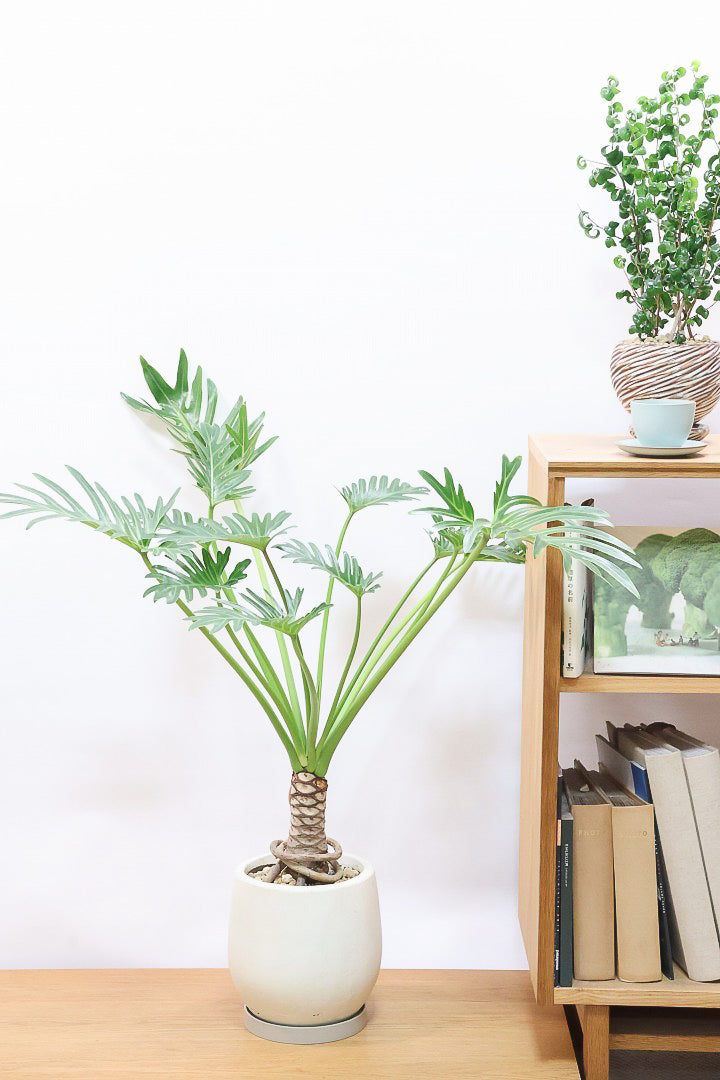 【ジャイアント ザナドゥ】沖縄でゴリゴリの樹形に育てられました！ここまでの樹形は希少ですよ！