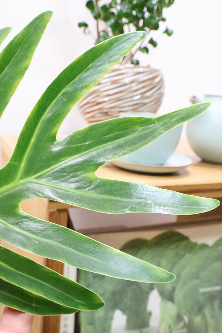 【ジャイアント ザナドゥ】沖縄でゴリゴリの樹形に育てられました！ここまでの樹形は希少ですよ！