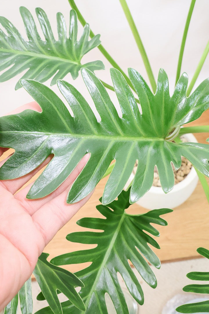 【ジャイアント ザナドゥ】沖縄でゴリゴリの樹形に育てられました！ここまでの樹形は希少ですよ！