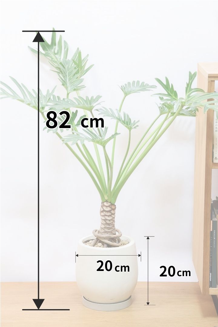 【ジャイアント ザナドゥ】沖縄でゴリゴリの樹形に育てられました！ここまでの樹形は希少ですよ！