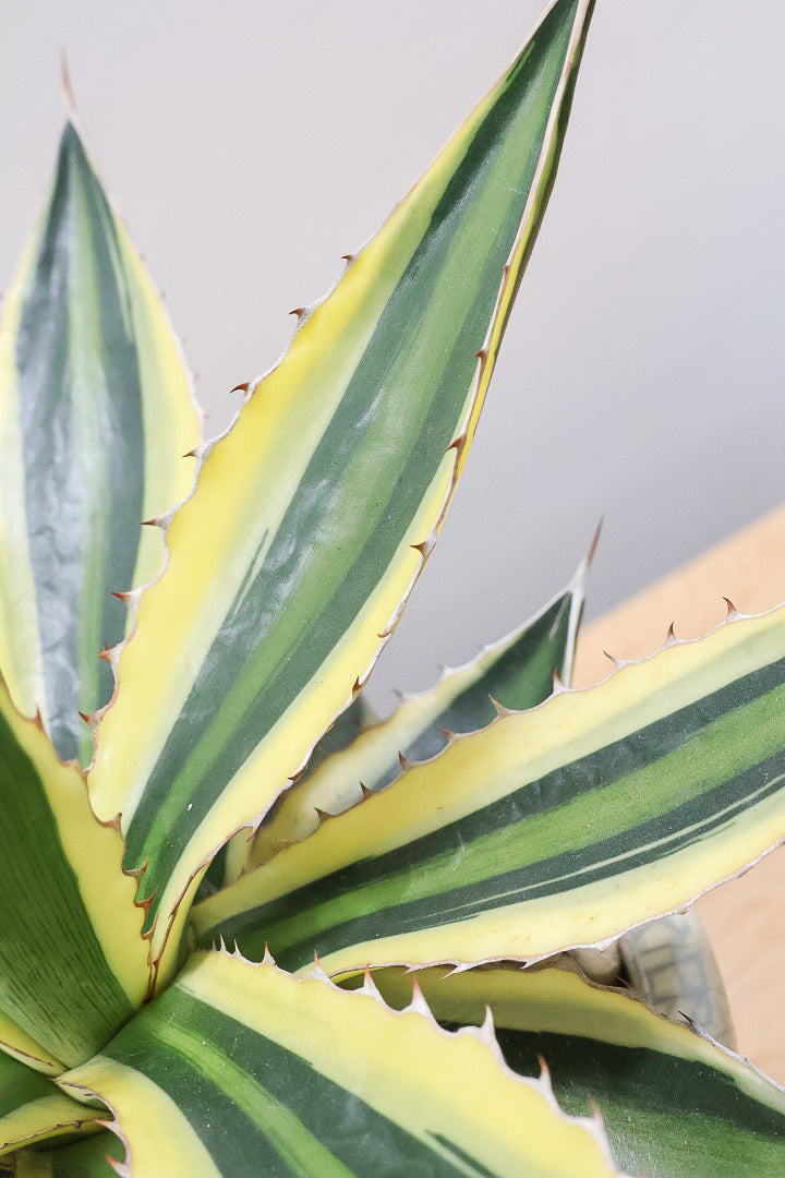 アガベ Agave titanota #CS-XXX #agave #アガベ #titanota #チタノタ #oteroi