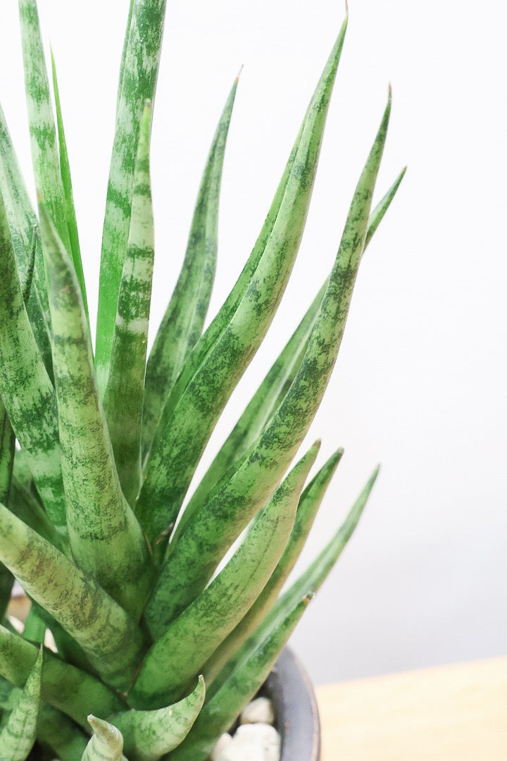 【サンスベリア トーチ】シックな雰囲気がGOOD！仲良しの生産者さんからいい形のものを分けてもらいました！