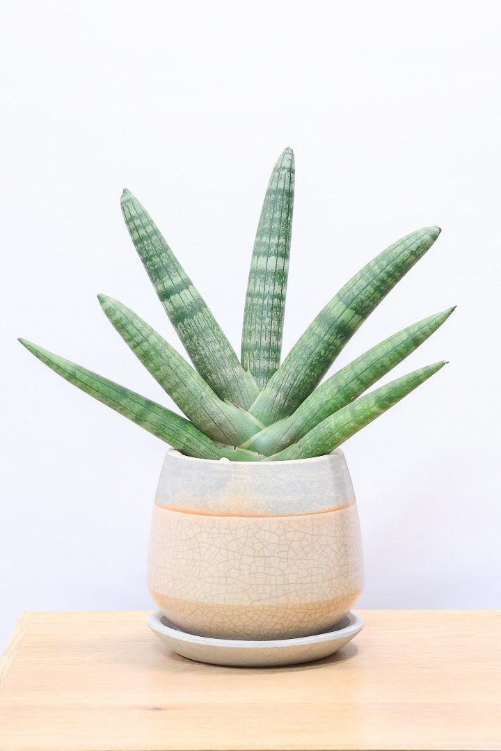 【サンスベリア ボンセレンシス 】扇状に広がった姿がとても美しい！！静岡県の生産者さんのこだわり品種！