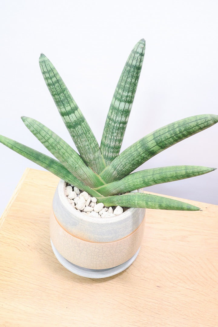 【サンスベリア ボンセレンシス 】扇状に広がった姿がとても美しい！！静岡県の生産者さんのこだわり品種！