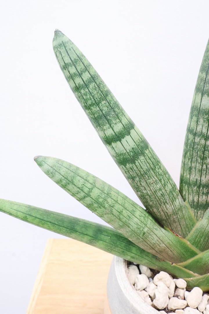 【サンスベリア ボンセレンシス 】扇状に広がった姿がとても美しい！！静岡県の生産者さんのこだわり品種！