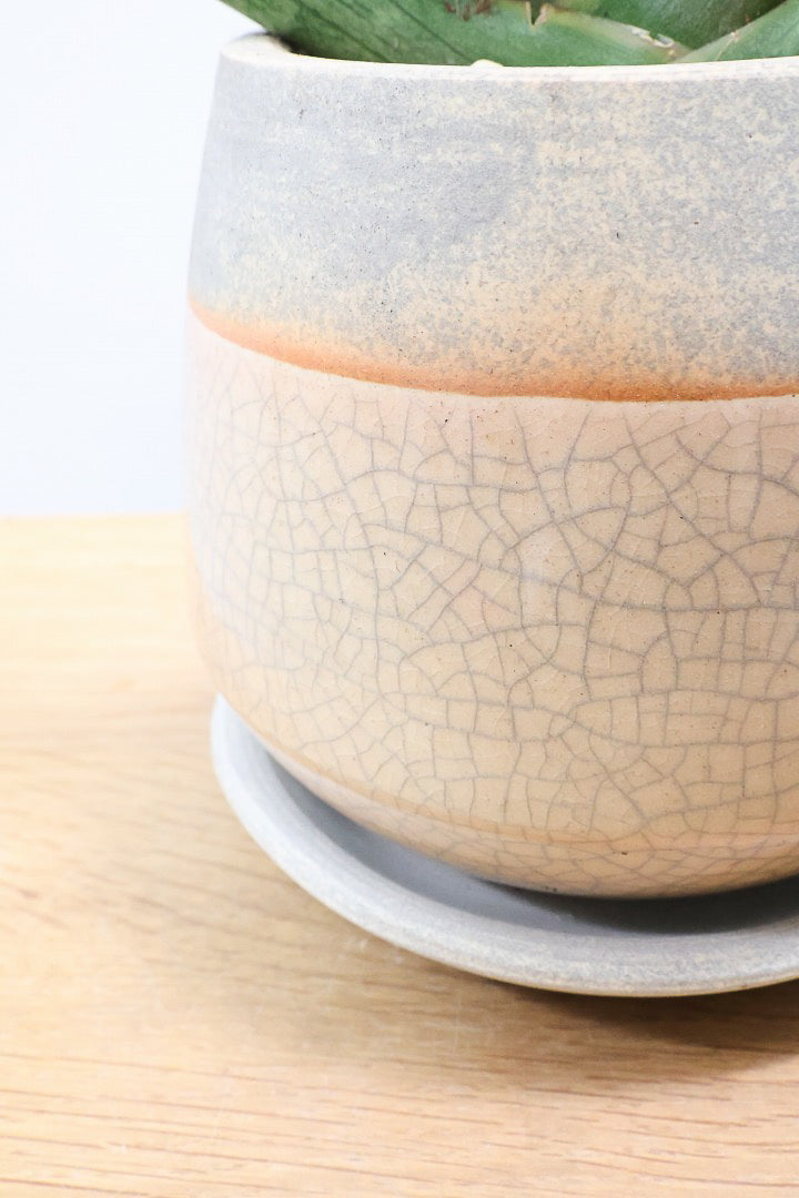 【サンスベリア ボンセレンシス 】扇状に広がった姿がとても美しい！！静岡県の生産者さんのこだわり品種！