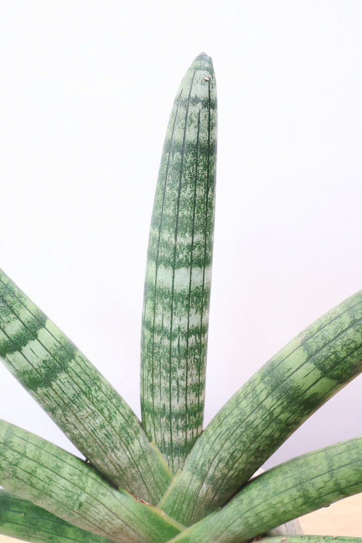 【サンスベリア ボンセレンシス 】扇状に広がった姿がとても美しい！！静岡県の生産者さんのこだわり品種！