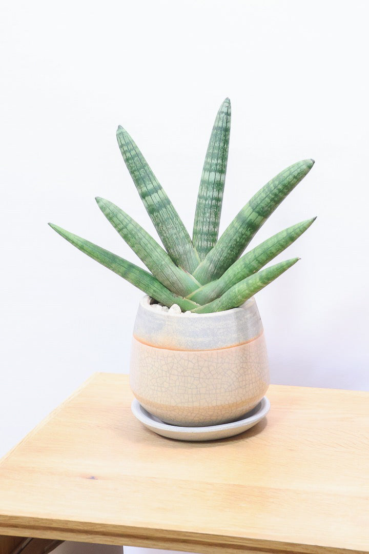 【サンスベリア ボンセレンシス 】扇状に広がった姿がとても美しい！！静岡県の生産者さんのこだわり品種！