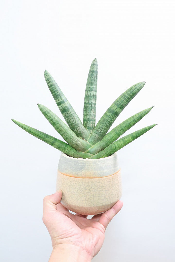 【サンスベリア ボンセレンシス 】扇状に広がった姿がとても美しい！！静岡県の生産者さんのこだわり品種！