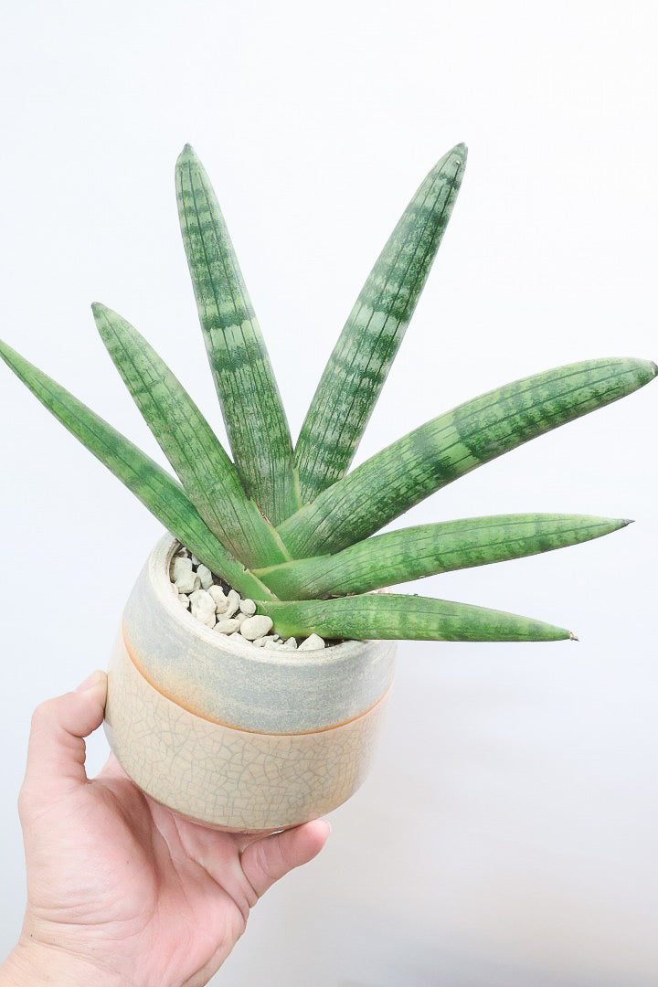 【サンスベリア ボンセレンシス 】扇状に広がった姿がとても美しい！！静岡県の生産者さんのこだわり品種！