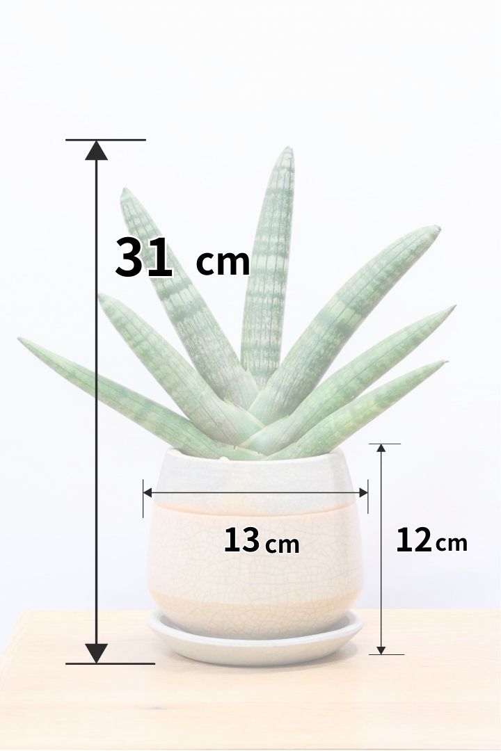 【サンスベリア ボンセレンシス 】扇状に広がった姿がとても美しい！！静岡県の生産者さんのこだわり品種！