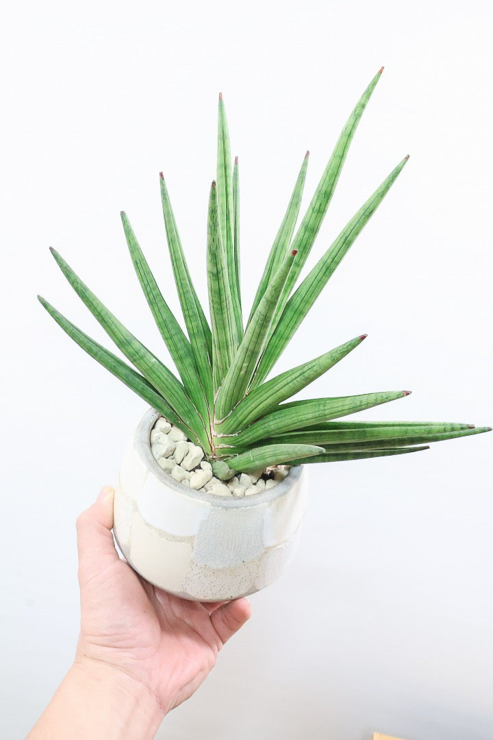 【サンスベリア ギガスパイキー 】とてもスタイリッシュなフォルム！これはオススメ！静岡県の生産者さんのこだわり品種！