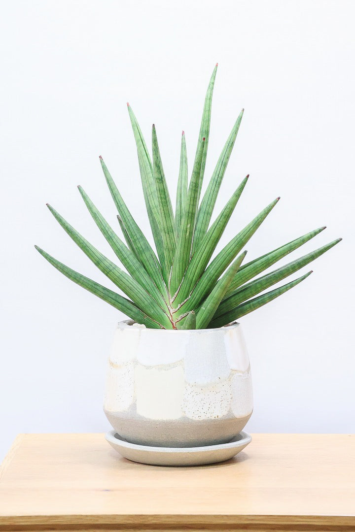 【サンスベリア ギガスパイキー 】とてもスタイリッシュなフォルム！これはオススメ！静岡県の生産者さんのこだわり品種！