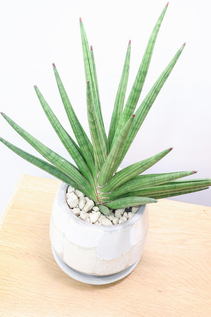 【サンスベリア ギガスパイキー 】とてもスタイリッシュなフォルム！これはオススメ！静岡県の生産者さんのこだわり品種！