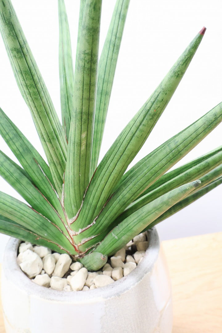 【サンスベリア ギガスパイキー 】とてもスタイリッシュなフォルム！これはオススメ！静岡県の生産者さんのこだわり品種！
