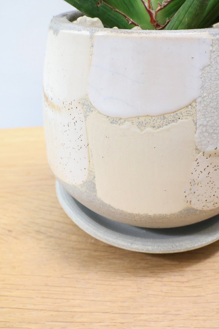 【サンスベリア ギガスパイキー 】とてもスタイリッシュなフォルム！これはオススメ！静岡県の生産者さんのこだわり品種！